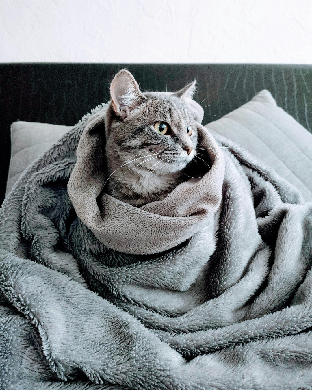 [Imagen de una persona acogedora con una cobija]